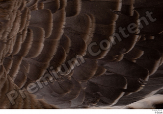Greater white-fronted goose Anser albifrons back feathers wing 0001.jpg